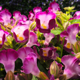 Torenia-Summery Love(Purple) From Known You Seed (India) (1)
